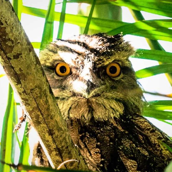 Name: Michael LendrumInstagram: @michaellendrumCamera: Not specifiedSubject: Tawny Frogmouth
