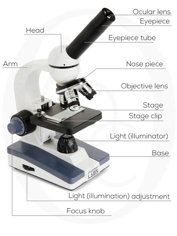 ocular-microscope
